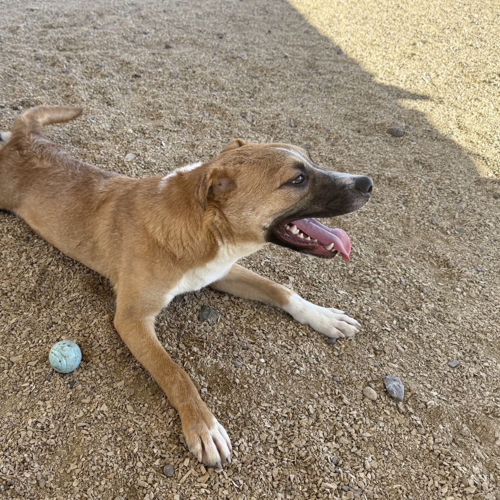 Rama, an adoptable Mixed Breed in Las Cruces, NM, 88012 | Photo Image 4