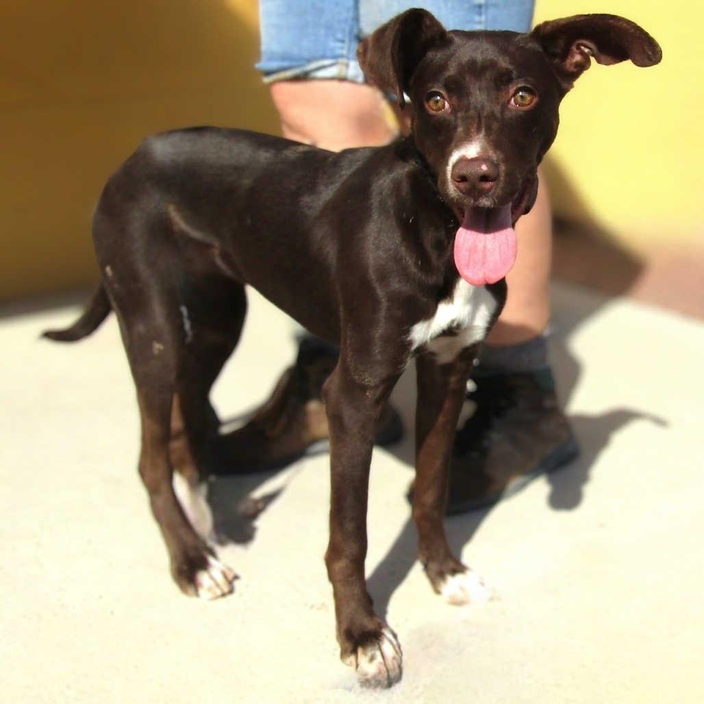Nelly, an adoptable Mixed Breed in Las Cruces, NM, 88012 | Photo Image 1