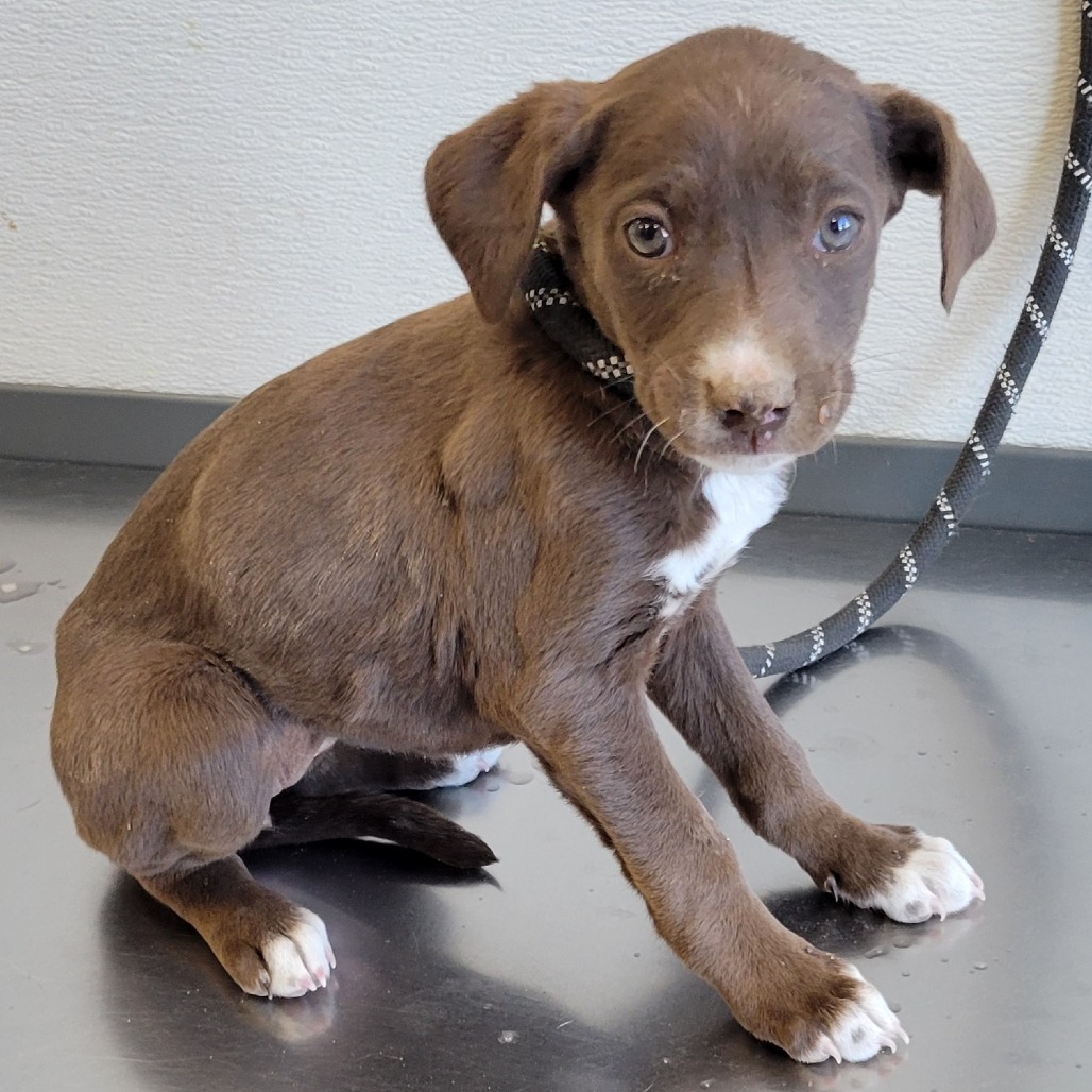 Nelly, an adoptable Mixed Breed in Las Cruces, NM, 88012 | Photo Image 2