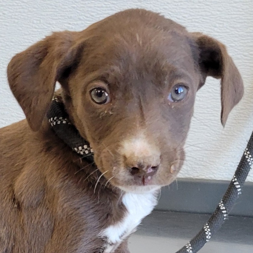 Nelly, an adoptable Mixed Breed in Las Cruces, NM, 88012 | Photo Image 3