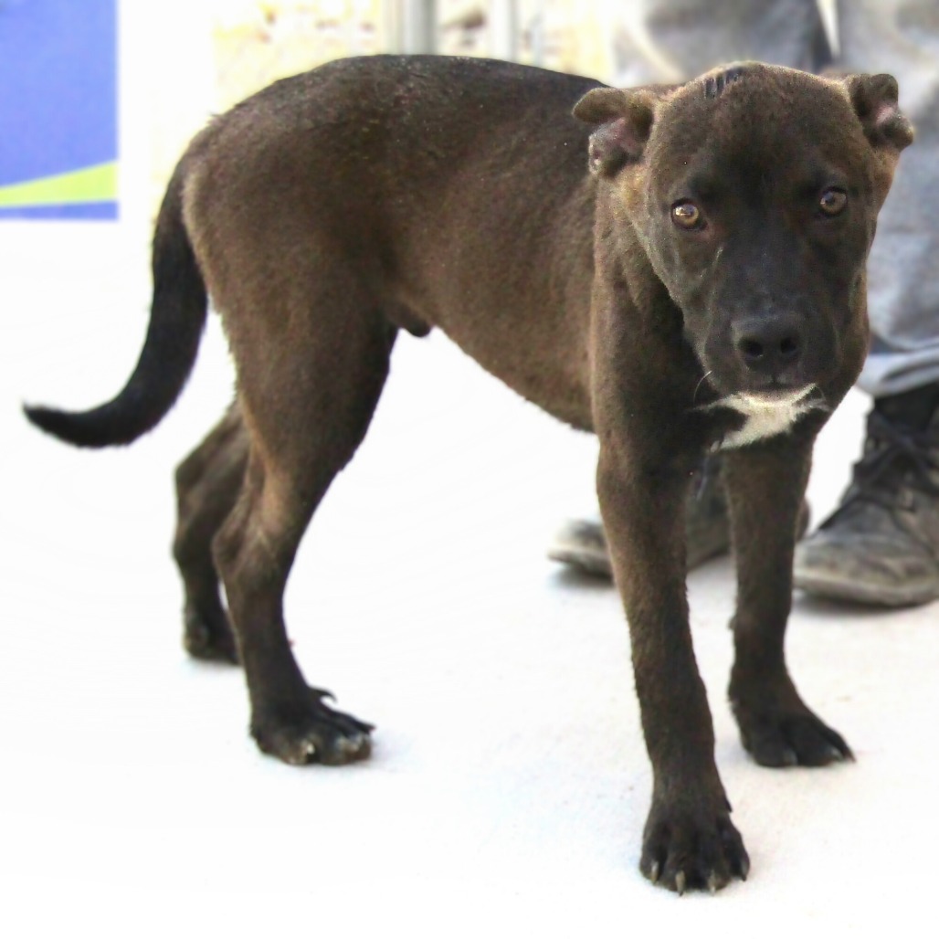 Chip, an adoptable Mixed Breed in Las Cruces, NM, 88012 | Photo Image 1