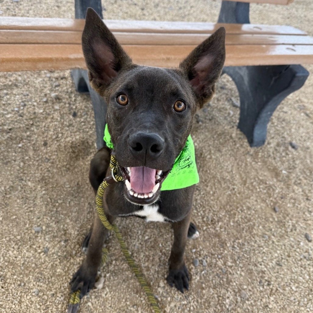 Chip, an adoptable Mixed Breed in Las Cruces, NM, 88012 | Photo Image 1