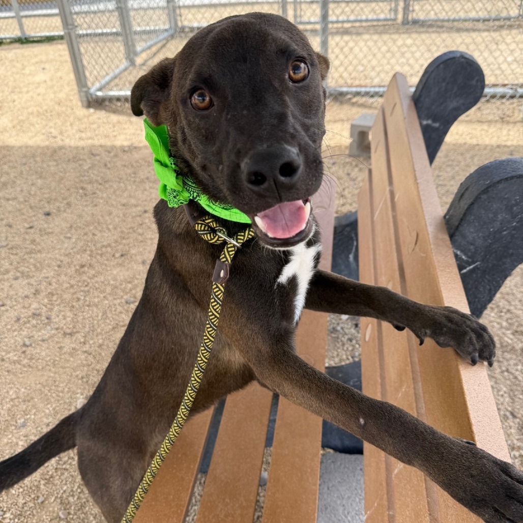 Chip, an adoptable Mixed Breed in Las Cruces, NM, 88012 | Photo Image 1