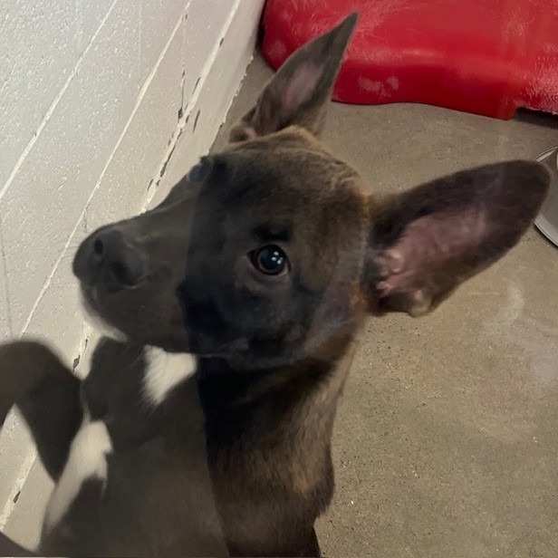 Chip, an adoptable Mixed Breed in Las Cruces, NM, 88012 | Photo Image 2