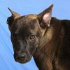 Chip photo 3