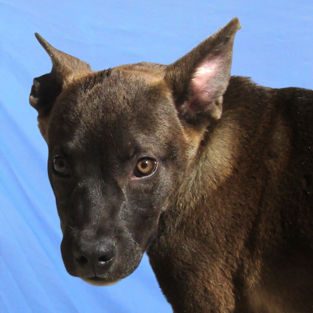 Chip, an adoptable Mixed Breed in Las Cruces, NM, 88012 | Photo Image 3