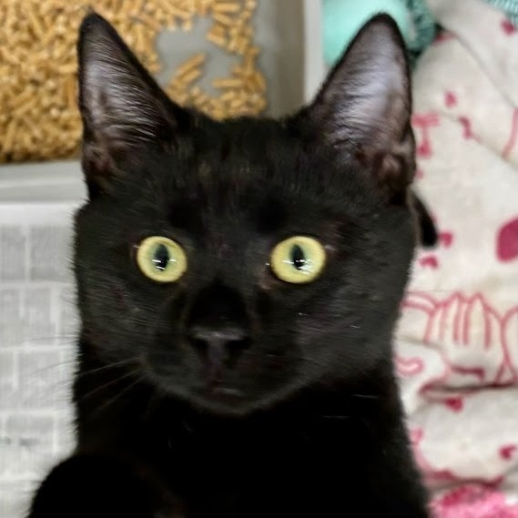Salem