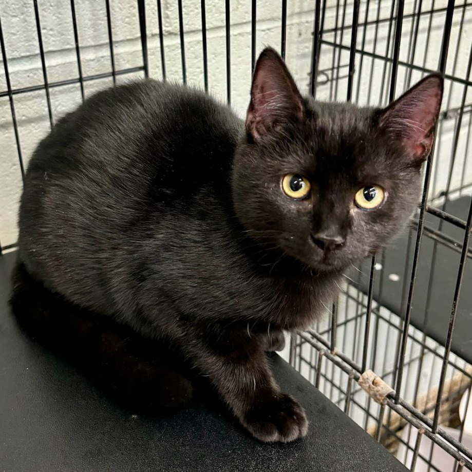 Salem