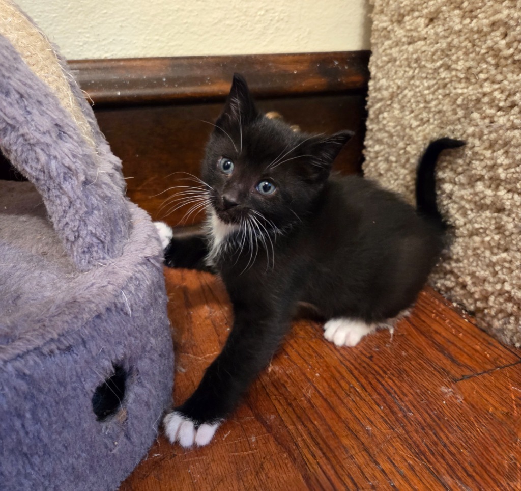 Oreo