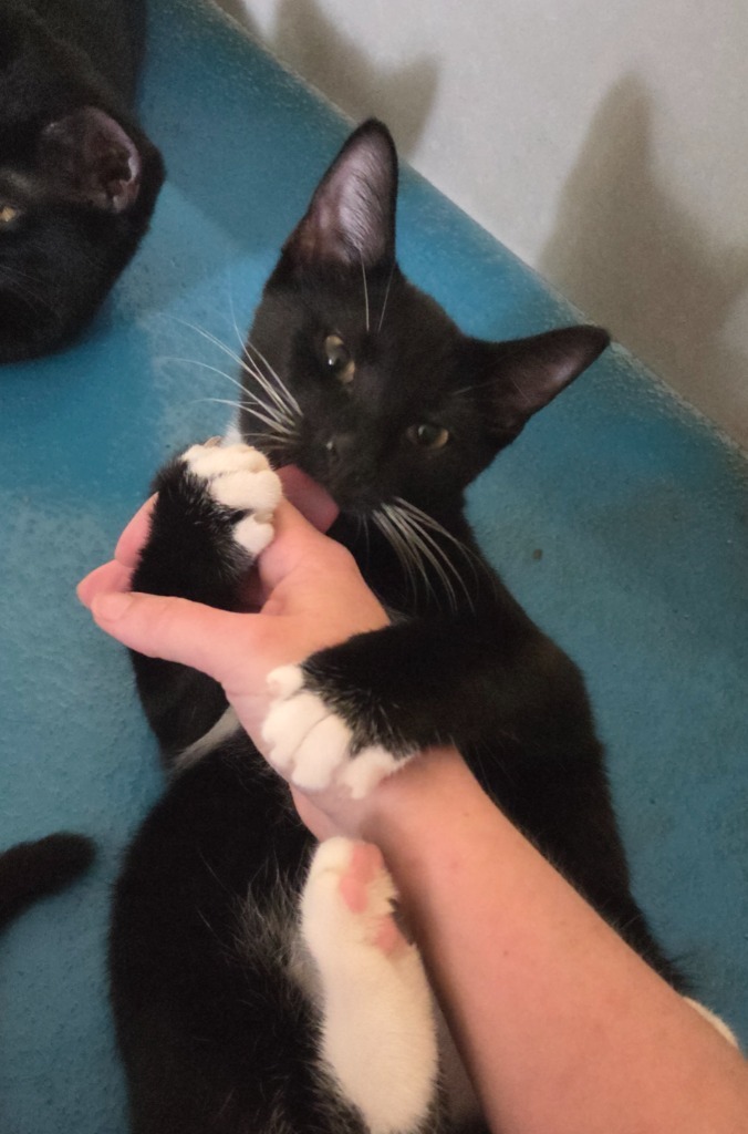 Oreo