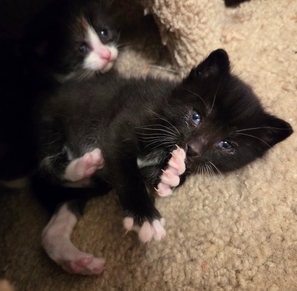 Oreo
