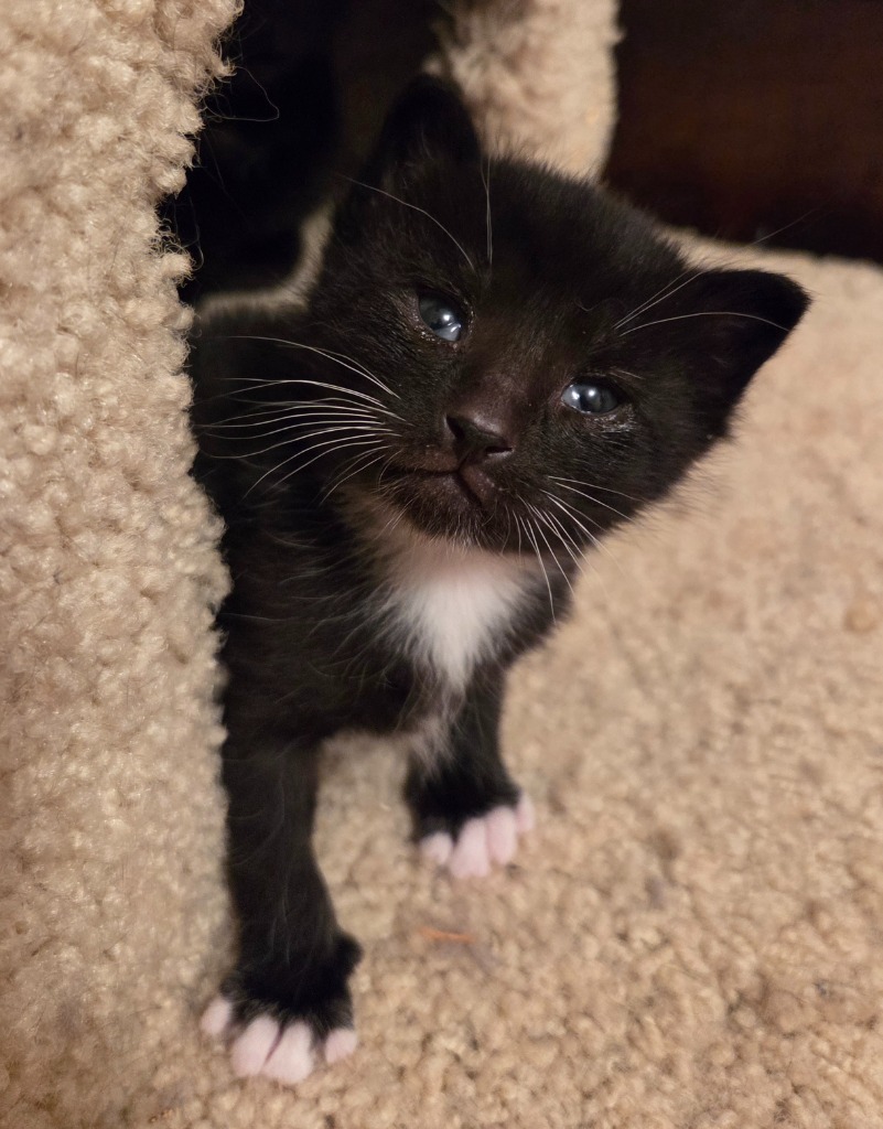 Oreo