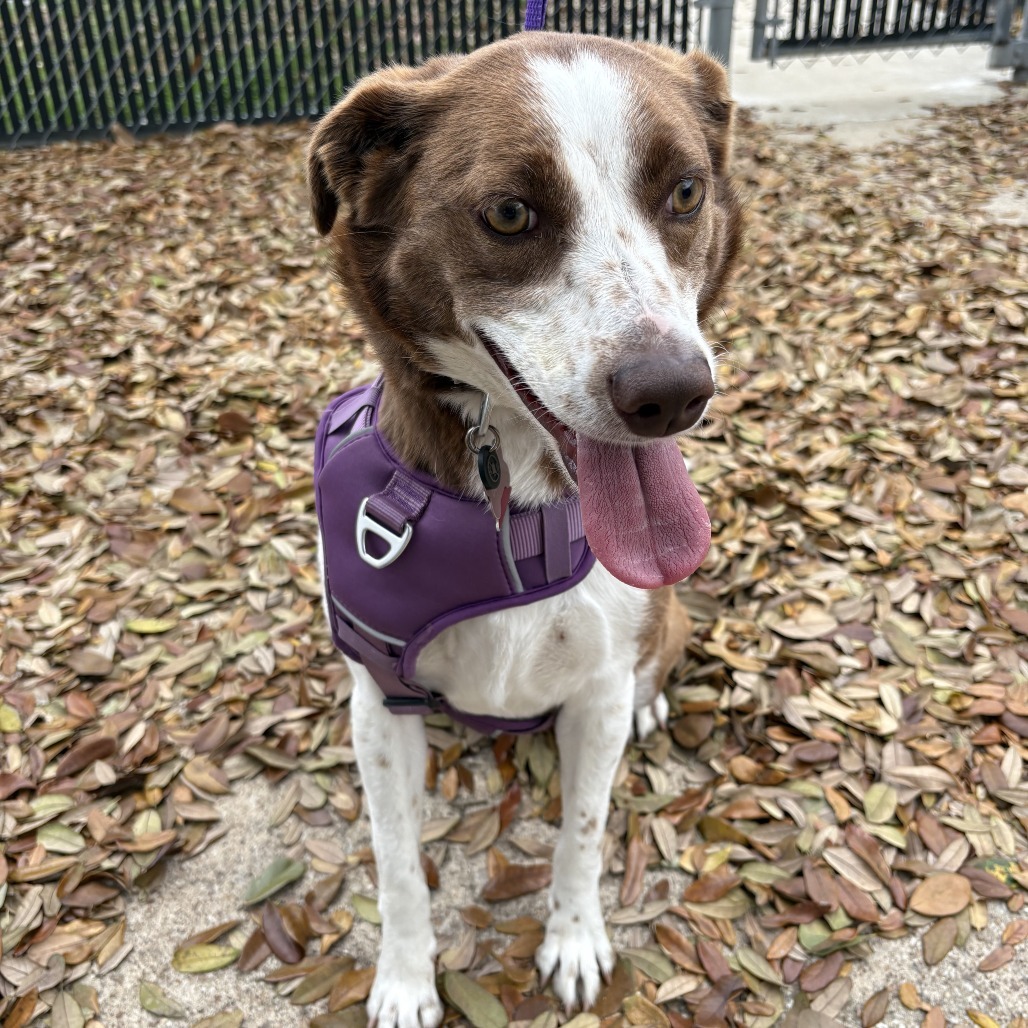 Debbie, an adoptable McNab in Beaumont, TX, 77704 | Photo Image 5