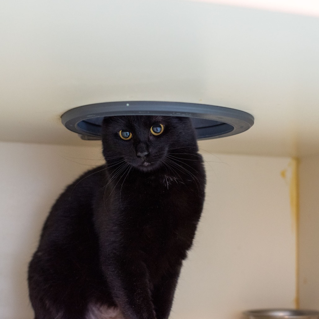 Elvis, an adoptable Domestic Short Hair in Idaho Falls, ID, 83402 | Photo Image 1