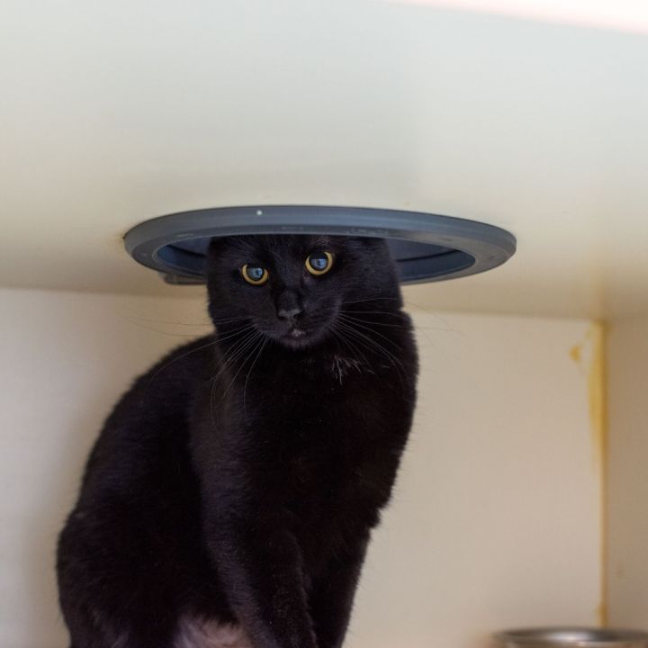 Elvis 1