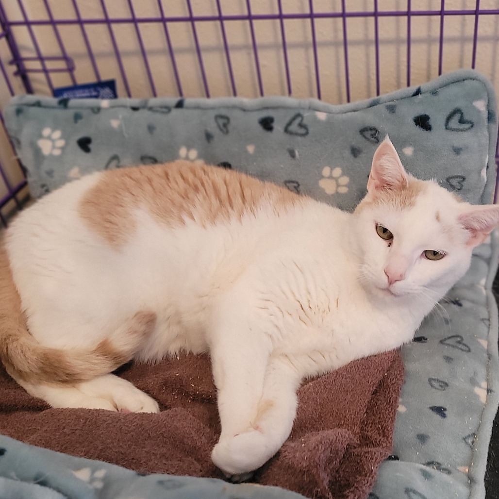 Raphael, an adoptable Domestic Short Hair in Priest River, ID, 83856 | Photo Image 1