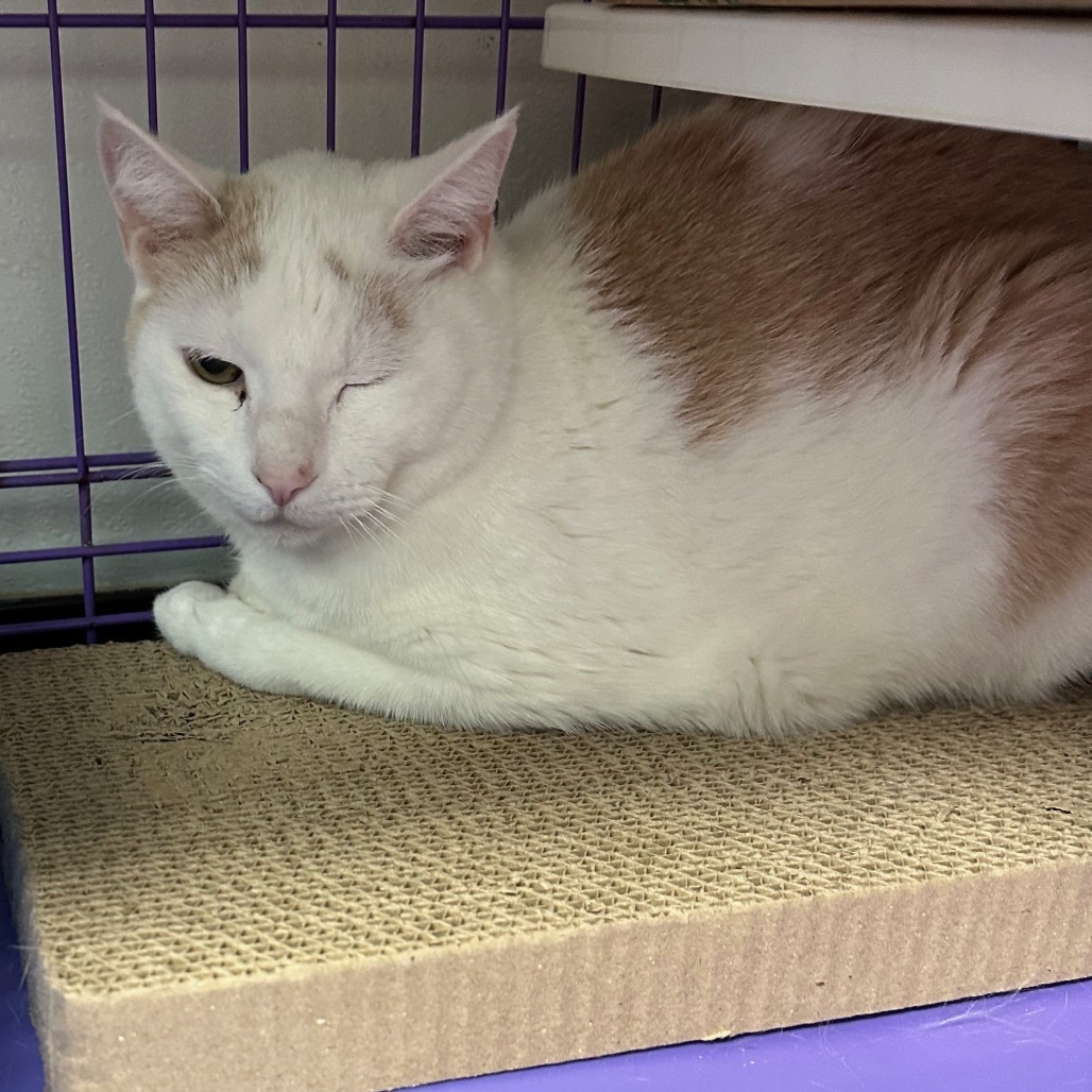 Raphael, an adoptable Domestic Short Hair in Priest River, ID, 83856 | Photo Image 2