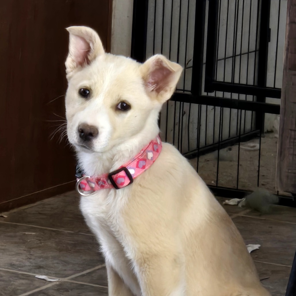 Josie