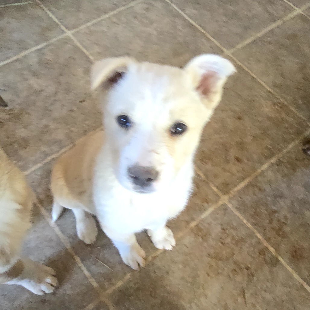 Josie
