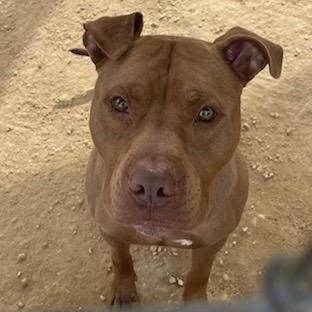 Duke