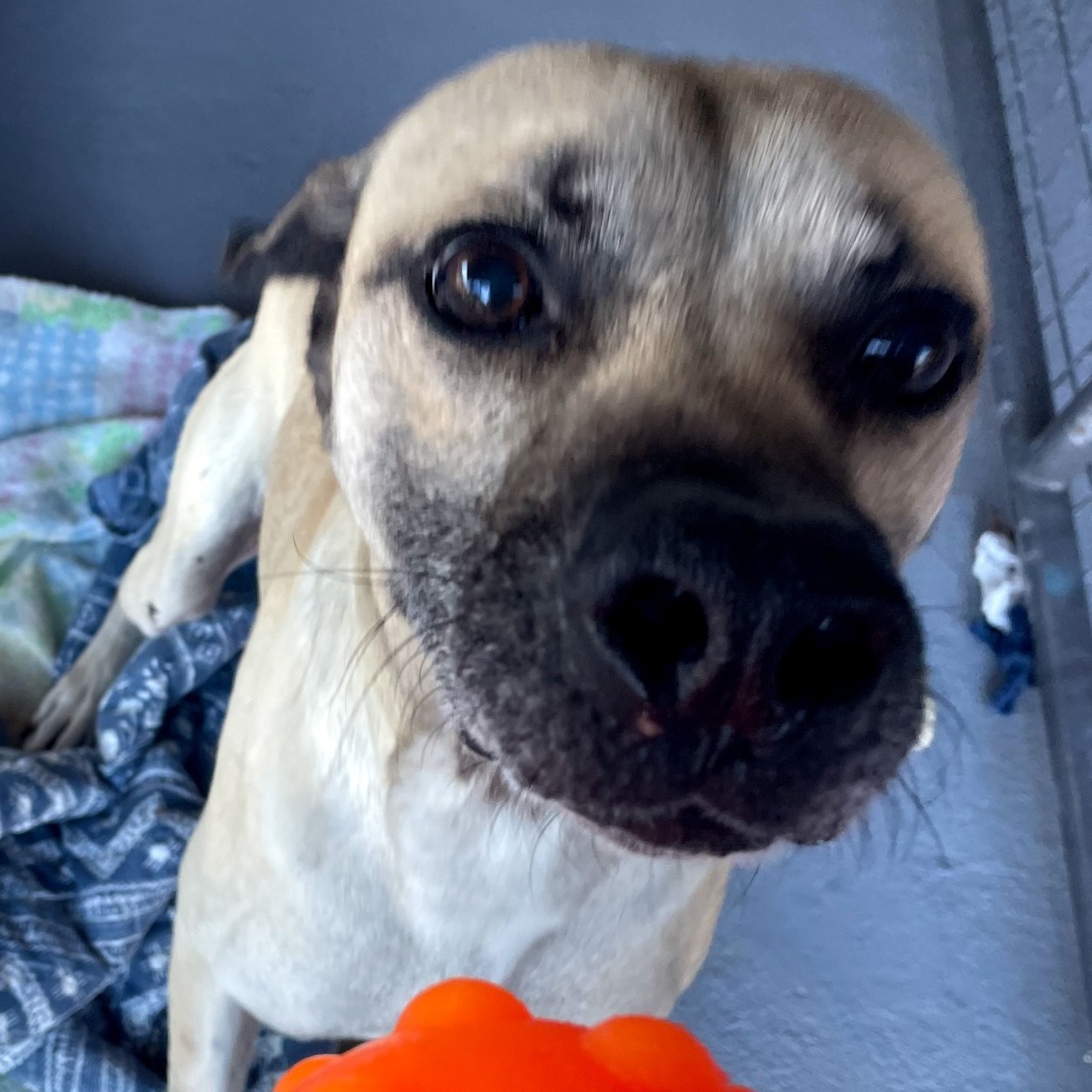 Rufus