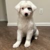 Oshie
