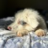 Oshie photo 4