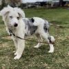 Oshie photo 5