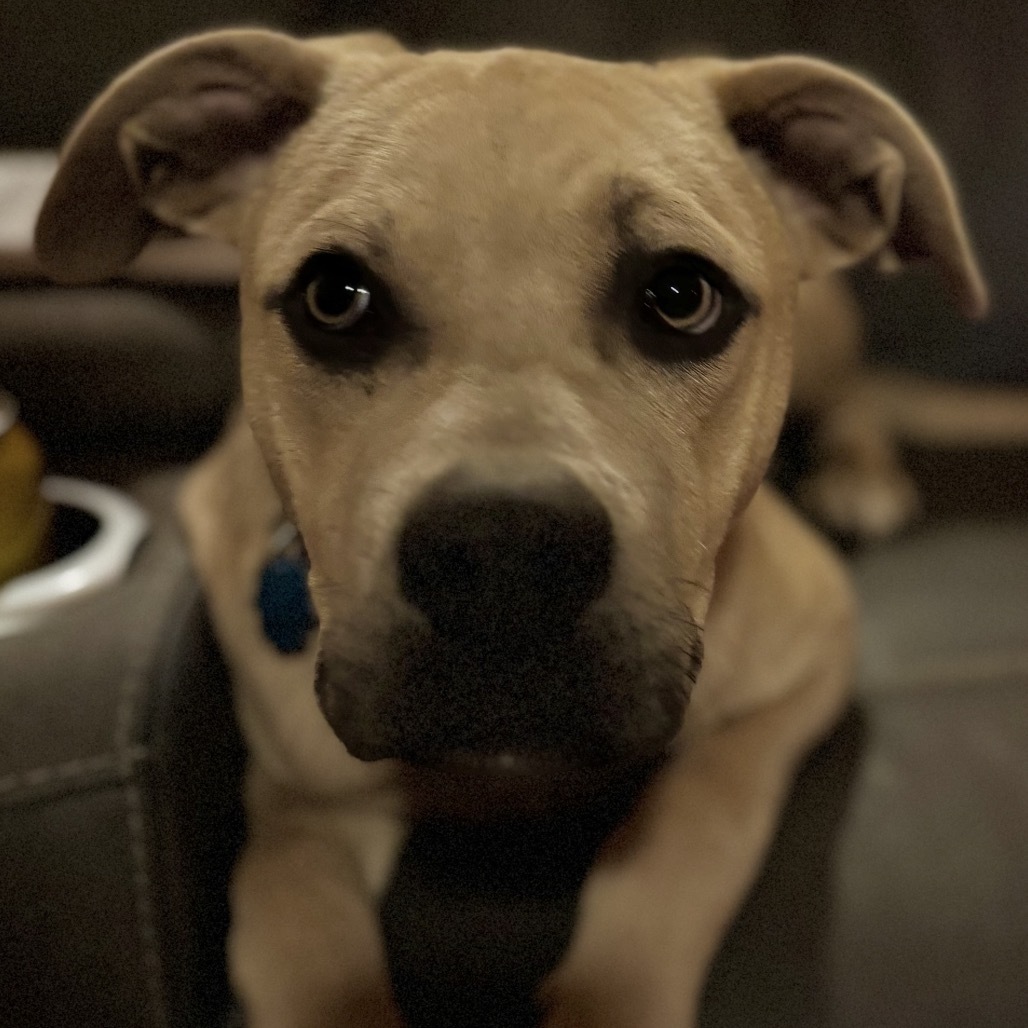 Django
