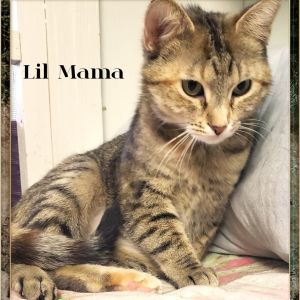 Lil Mama, Adult Female unknown