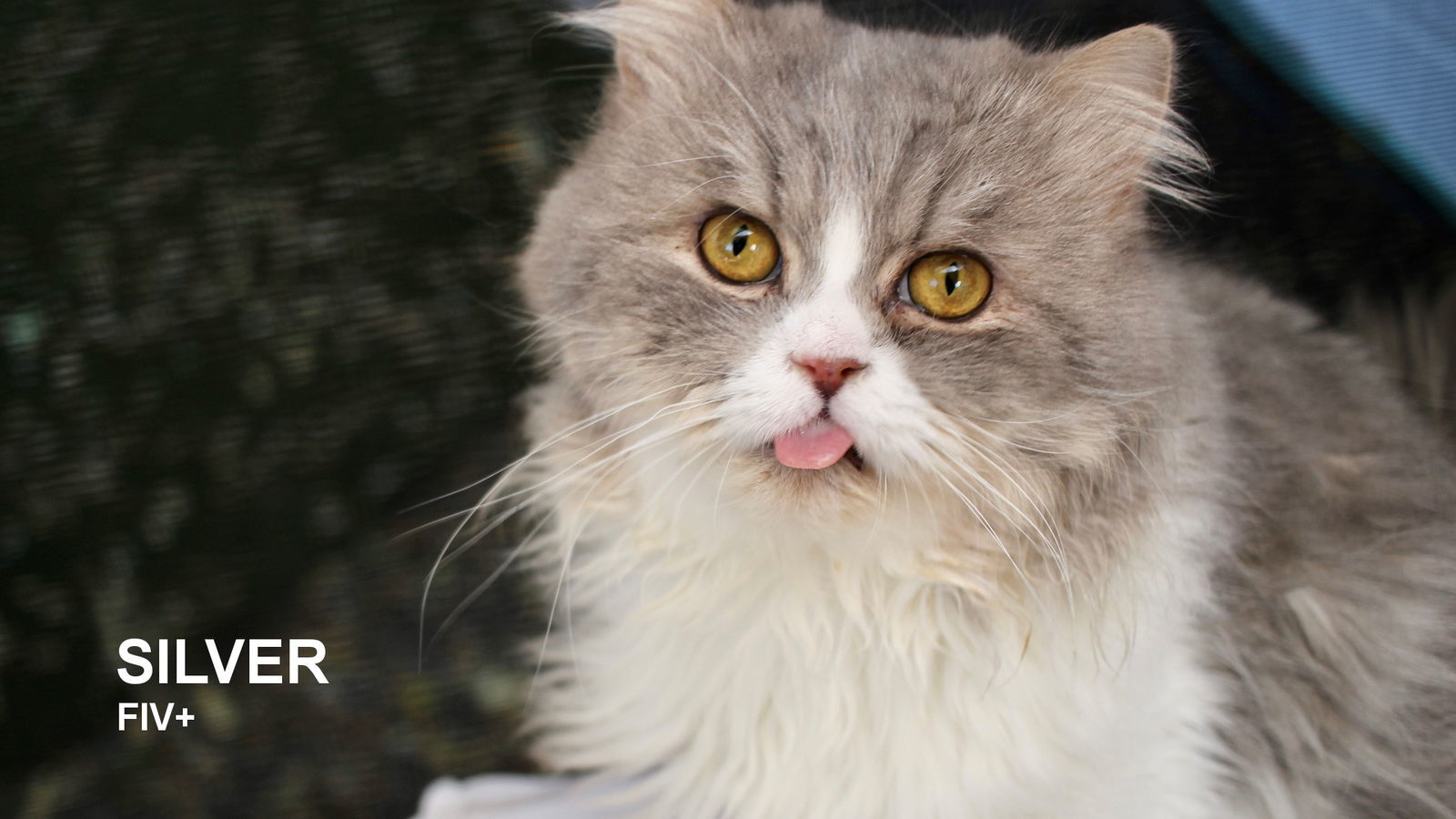 Silver, an adoptable Persian in Santa Rosa, CA, 95404 | Photo Image 1