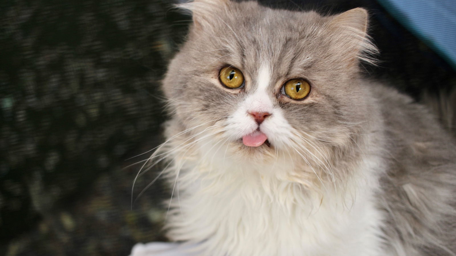 Silver, an adoptable Persian in Santa Rosa, CA, 95404 | Photo Image 2
