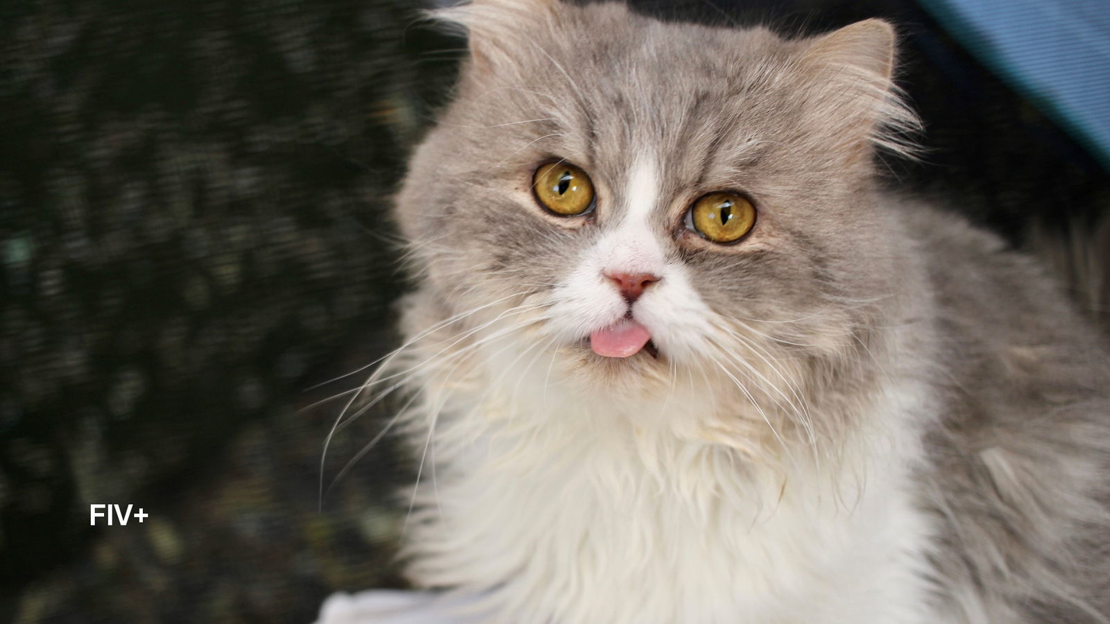 Silver, an adoptable Persian in Santa Rosa, CA, 95404 | Photo Image 3