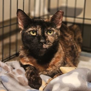 Samantha is a sweet 4 yr old big tortie girl who was trapped in downtown LA as p