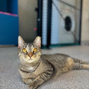 Ariel, Young Female Domestic Short Hair