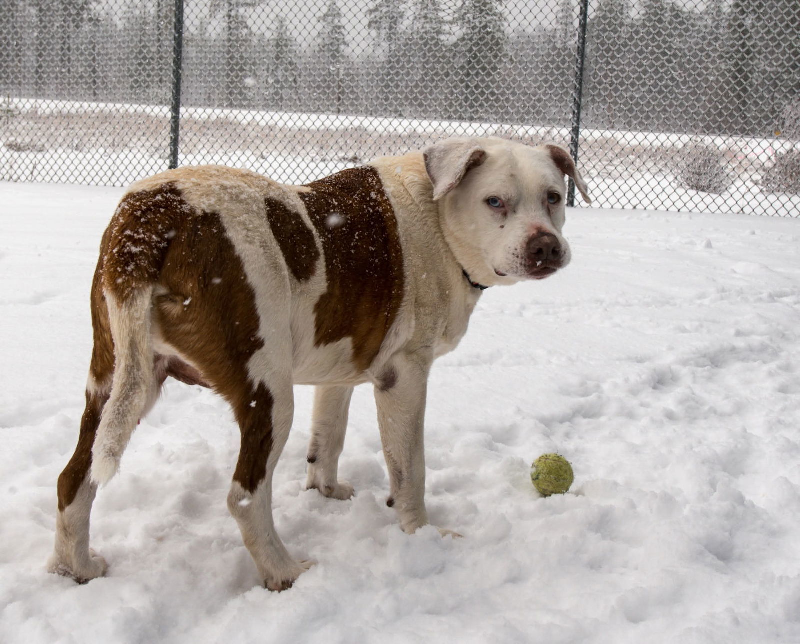 Capone, an adoptable American Bulldog in Webster, WI, 54893 | Photo Image 1