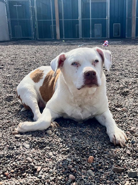 Capone, an adoptable American Bulldog in Webster, WI, 54893 | Photo Image 3