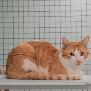 Laszlo came to Kitten Rescue along with his wife Lacey and their five children