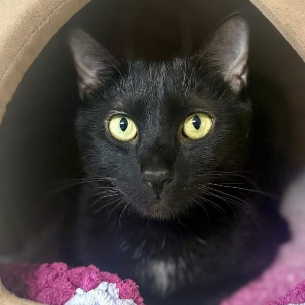 Binx