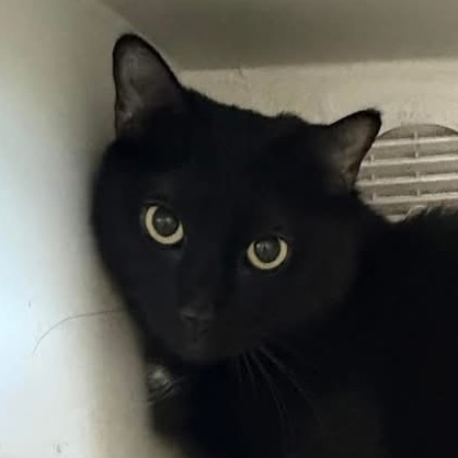 Binx