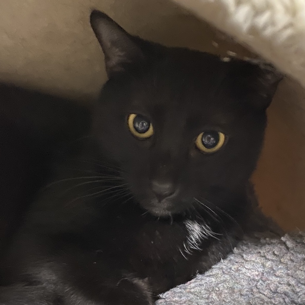Binx