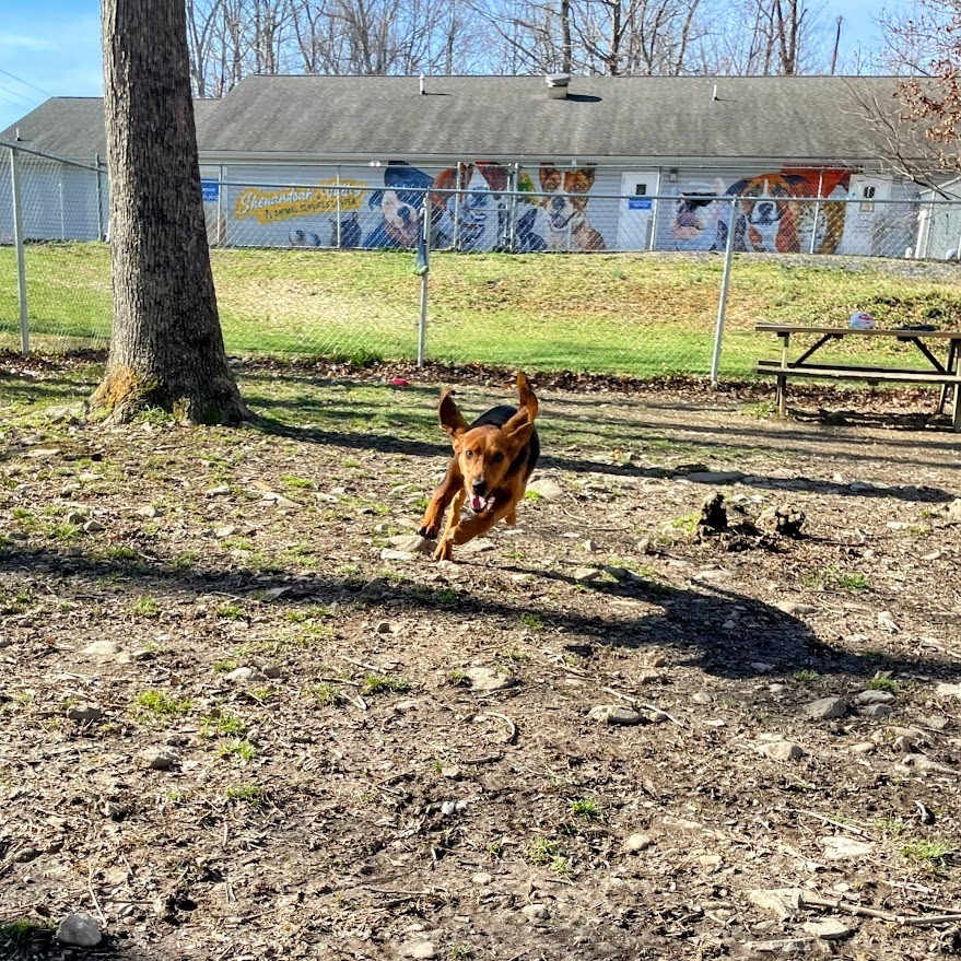Lucky Penny