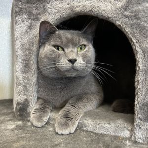 Melia, Senior Female Domestic Short Hair