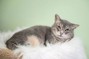 Jasmine, Adult Female Domestic Short Hair