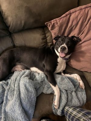 Eevee Terrier Dog