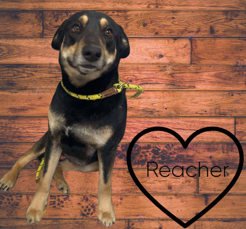 Reacher