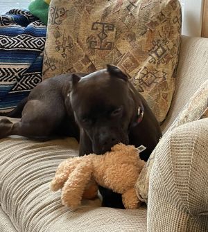Danny, Adult Male Pit Bull Terrier