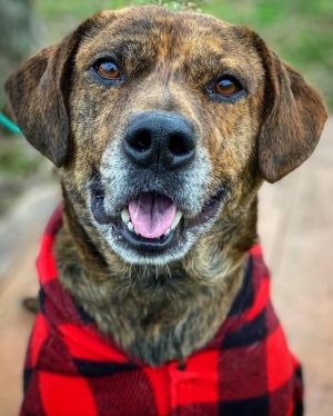 Bellomy, Adult Male Mountain Cur