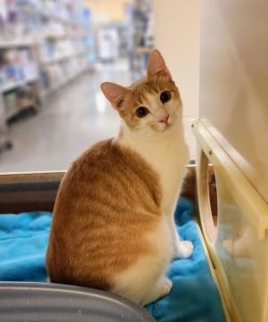 Benjamin, Young Male Tabby