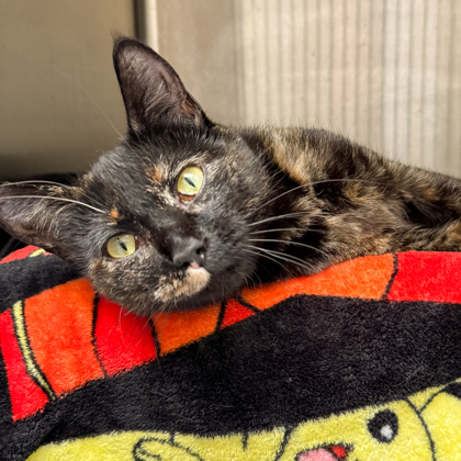 Barn Cat Lexy, an adoptable Domestic Short Hair in Caldwell, ID, 83607 | Photo Image 1